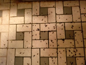 Identifying Small Black Bugs - dead bugs on tile floor
