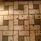 Identifying Small Black Bugs - dead bugs on tile floor