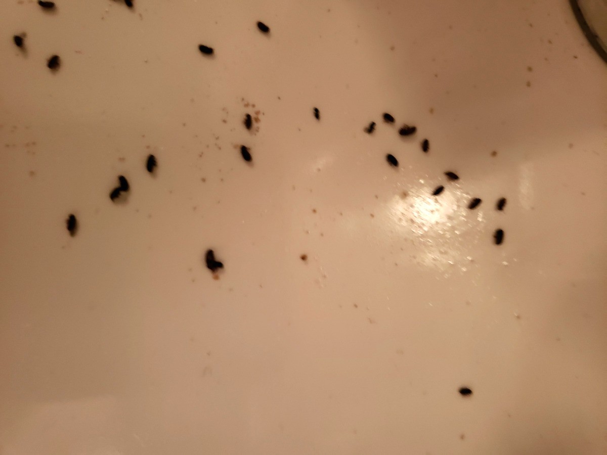 Identifying Small Black Bugs ThriftyFun   Identifying Small Black Bugs 2 X5 