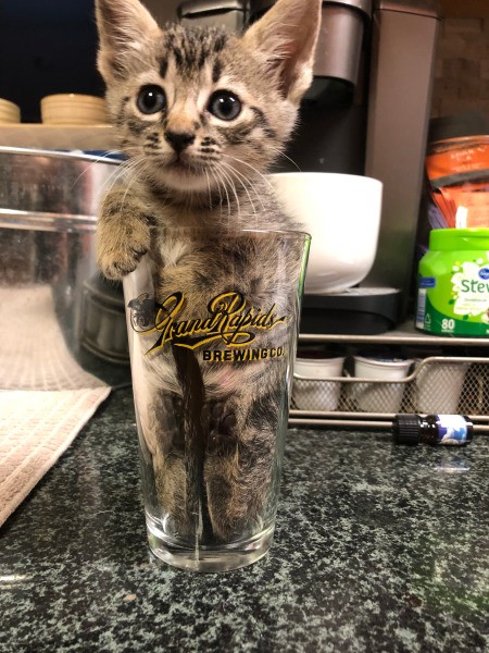 Gaia (Tabby) - kitten in a beer glass