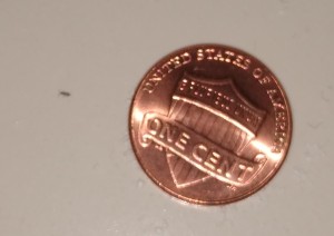 Identifying Tiny Bugs on the Bathroom Floor - very small bug to left of a penny