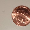 Identifying Tiny Bugs on the Bathroom Floor - very small bug to left of a penny