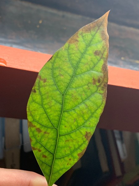 Leaves on Avocado Plant Turning Brown and Spotting