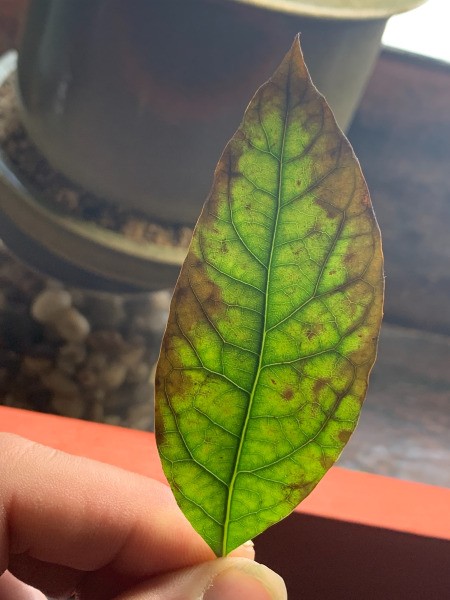 Leaves on Avocado Plant Turning Brown and Spotting