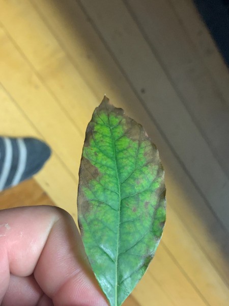 Leaves on Avocado Plant Turning Brown and Spotting