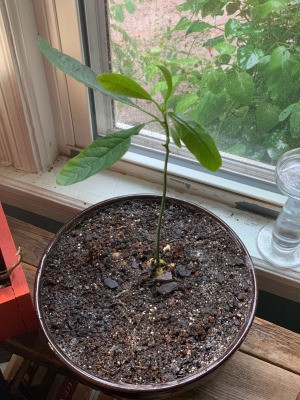Leaves on Avocado Plant Turning Brown and Spotting