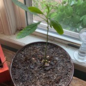 Leaves on Avocado Plant Turning Brown and Spotting