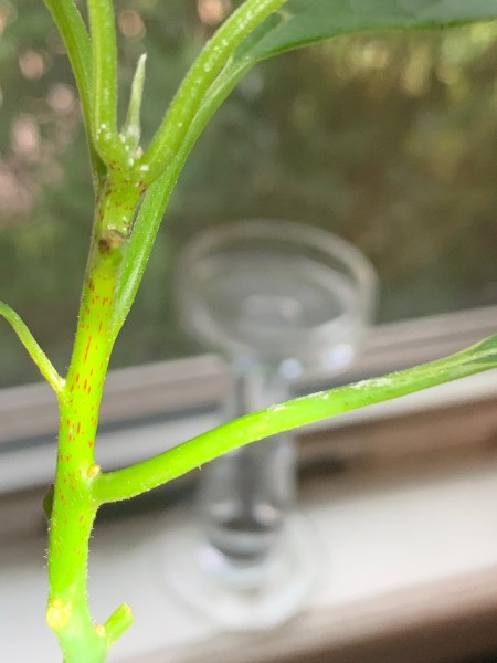 Leaves on Avocado Plant Turning Brown and Spotting