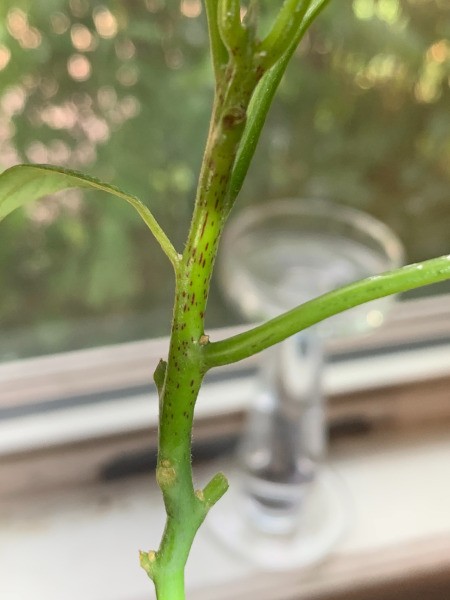 Leaves on Avocado Plant Turning Brown and Spotting
