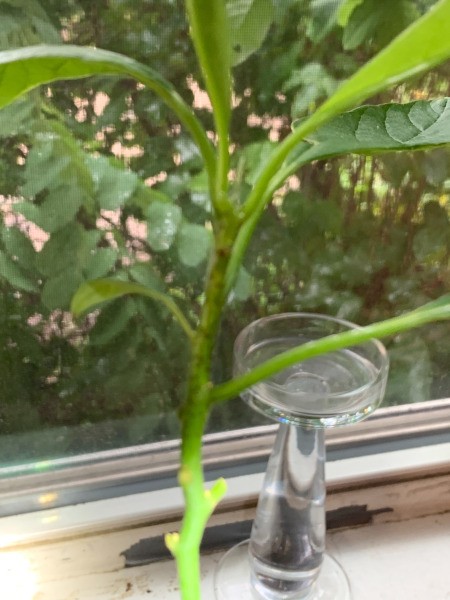 Leaves on Avocado Plant Turning Brown and Spotting