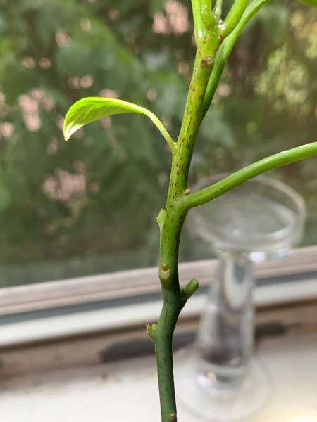 Leaves on Avocado Plant Turning Brown and Spotting