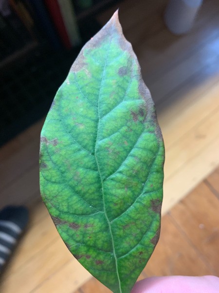 Leaves on Avocado Plant Turning Brown and Spotting