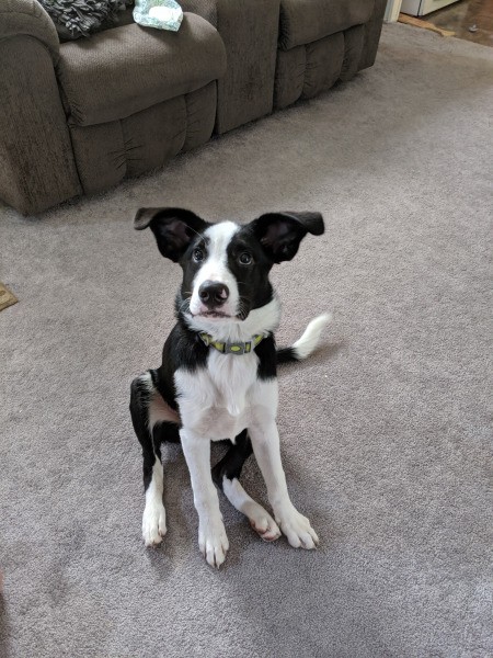 Is My Dog a Pure Bred German Shepherd? - black and white puppy with big ears