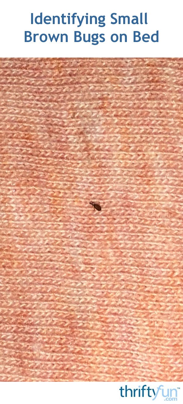 Identifying Small Brown Bugs on Bed? ThriftyFun