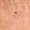 Identifying Small Brown Bugs on Bed - bug on peach colored knit fabric