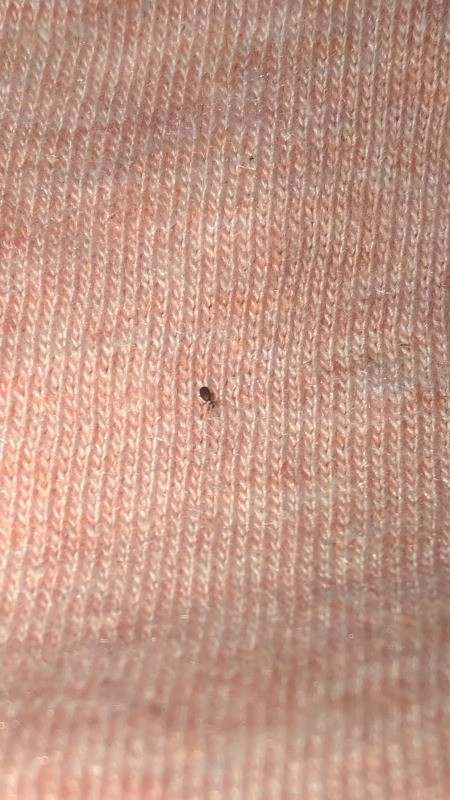 Identifying Small Brown Bugs on Bed