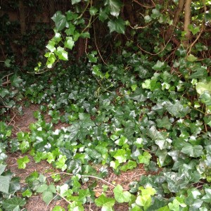 Getting Rid of Ivy - ivy spreading over the ground