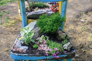 An old wooden painted chair being used as a decorative planter.