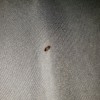 Identifying a Bug Found on My Bed  - small brown bug