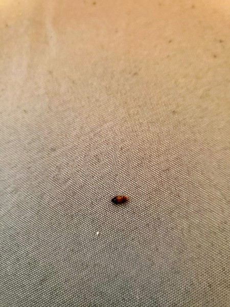 Identifying a Bug Found on My Bed