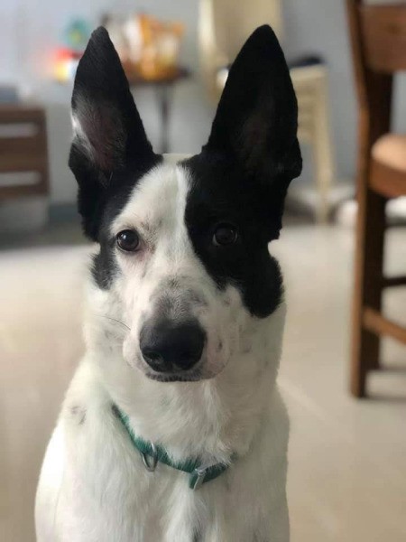 Is This a GSD? - black and white dog with large stand up ears