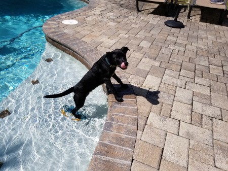 What Breed Is My Puppy?