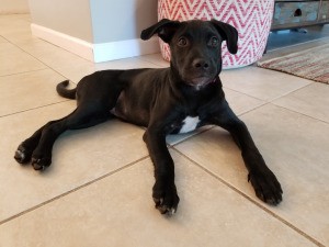 What Breed Is My Puppy? - black puppy lying on a tile floor