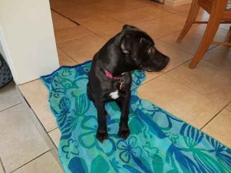 What Breed Is My Puppy?