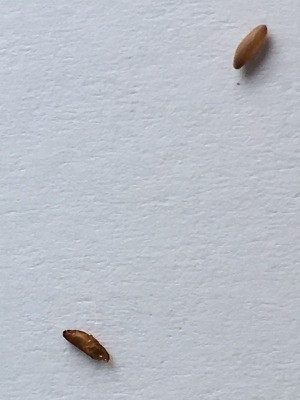 Larva found on bed sheets.