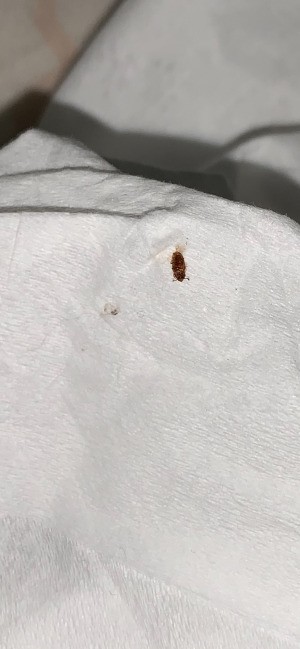 What Kind of Bug Is This? - dead bug