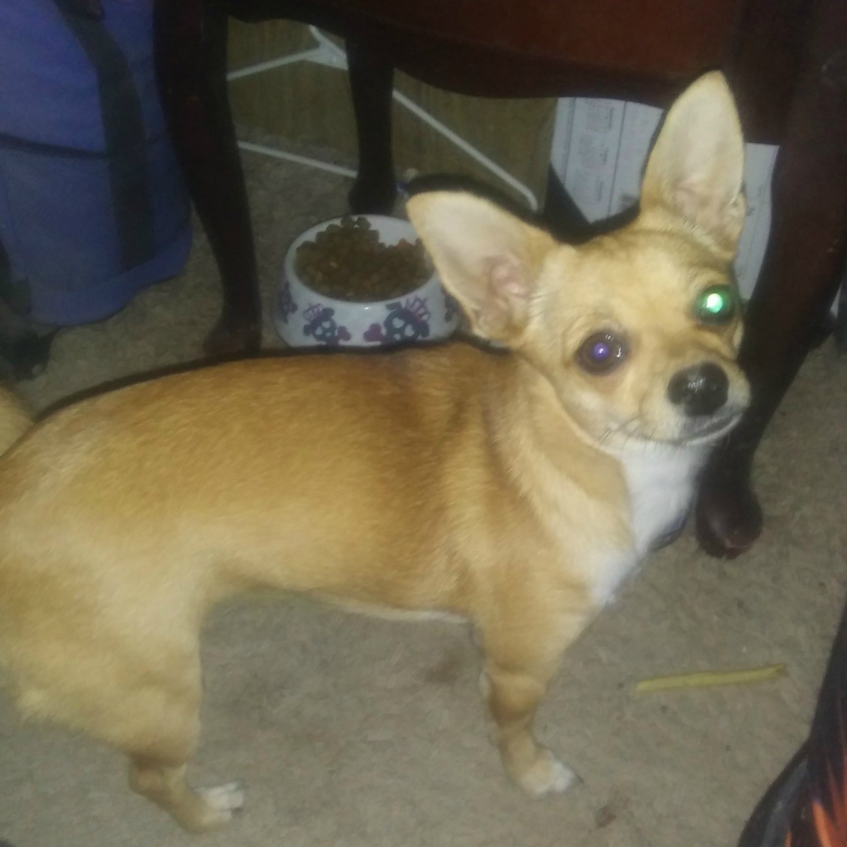Chug (Chihuahua Pug Cross) | ThriftyFun