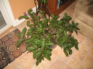 Identifying a Houseplant - dark green crinkly leaf potted plant