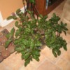 Identifying a Houseplant - dark green crinkly leaf potted plant