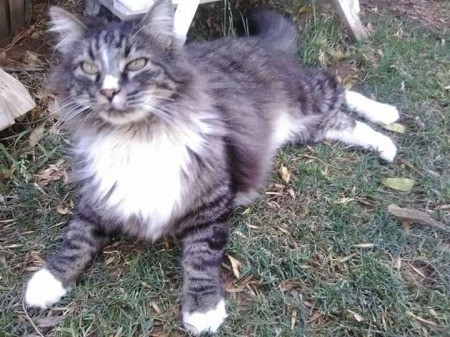 Baby Boy (Norwegian Forest Cat) - black and white photo of a medium haired Forest cat