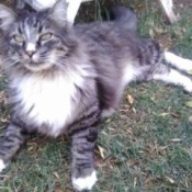 Baby Boy (Norwegian Forest Cat) - black and white photo of a medium haired Forest cat