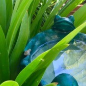 Incognito (Tiny Frog on Bird Bath) - birdbath with frog motif with tiny frog on the edge