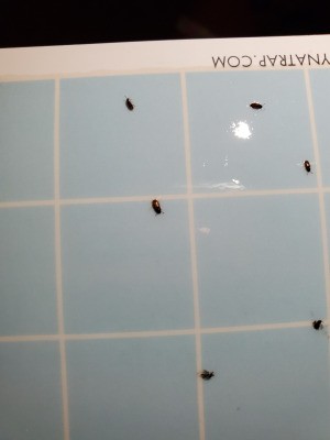 Identifying Small Brown Bugs - bugs on sticky paper