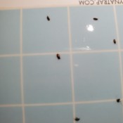 Identifying Small Brown Bugs - bugs on sticky paper