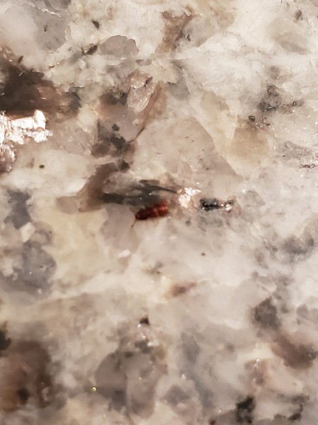 Identifying Small Brown Bugs