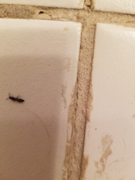 Identifying a Small Black Bug