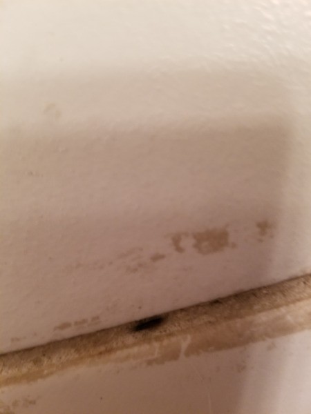 Identifying a Small Black Bug