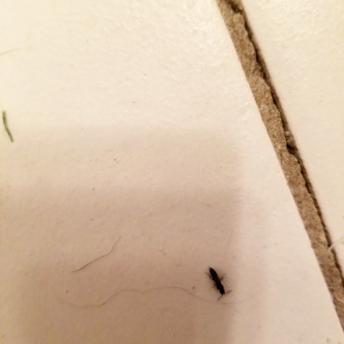 Small black bugs - lopinews