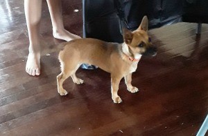 Is My Dog a Chiweenie? - small brown dog with dark muzzle