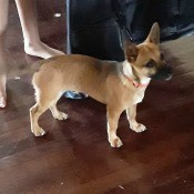 Is My Dog a Chiweenie? - small brown dog with dark muzzle