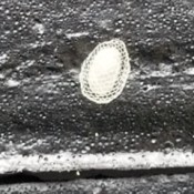 Mystery Eggs on Fresh Water Floating Dock - black and white photo of egg cluster