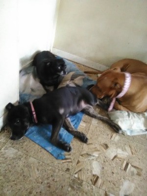 New 3 Month Old Puppy Attacks 6 Year Old Chihuahua - three dogs lying on the floor