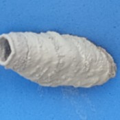 Identifying Insect Eggs - white egg sac, long and somewhat cylindrical