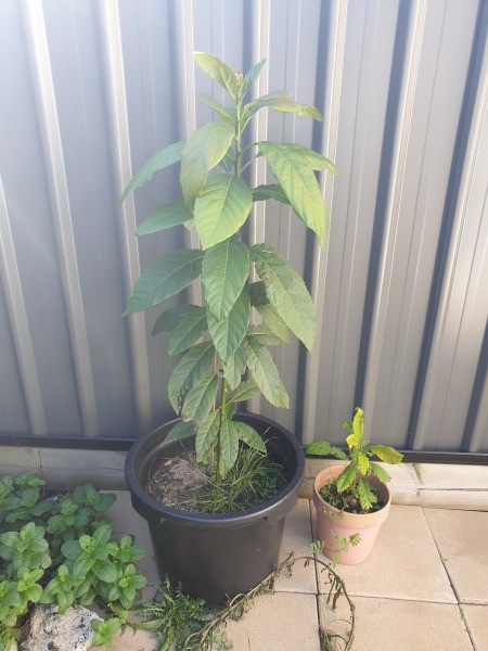 Leaves on Potted Avocado Plant Turning Brown