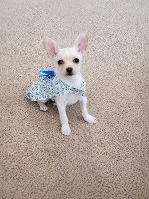 What Is My Chihuahua Mixed With? - white puppy in a blue and white dress