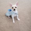 What Is My Chihuahua Mixed With? - white puppy in a blue and white dress